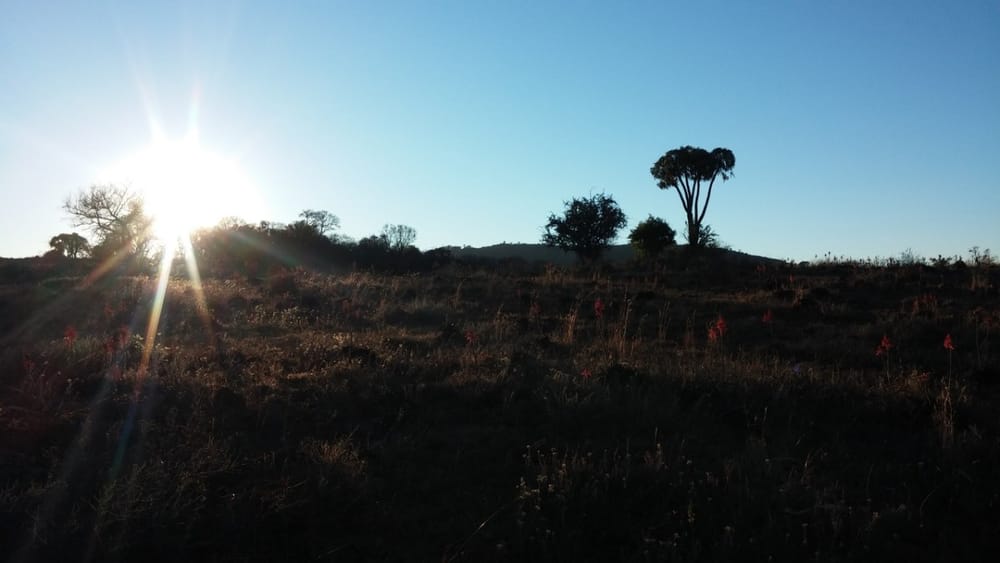 A run with Springboks