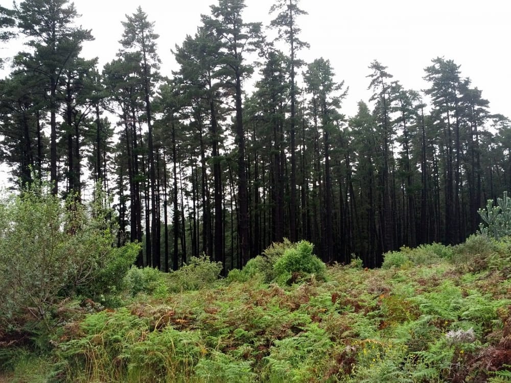 Forest wondering, Newlands