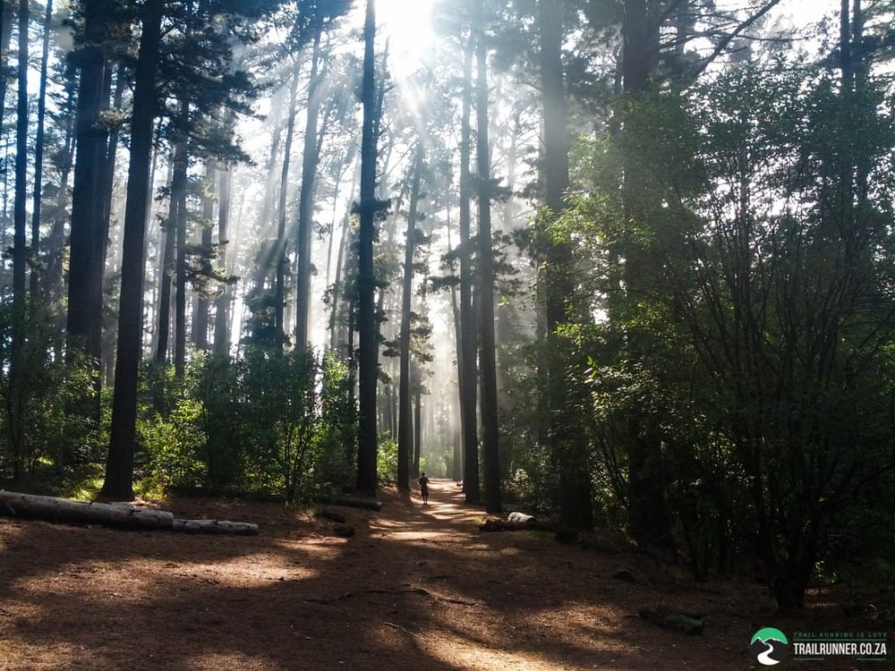 Newland's Forest recovery run