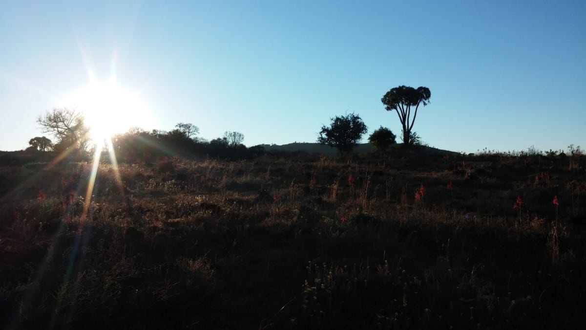 A run with Springboks