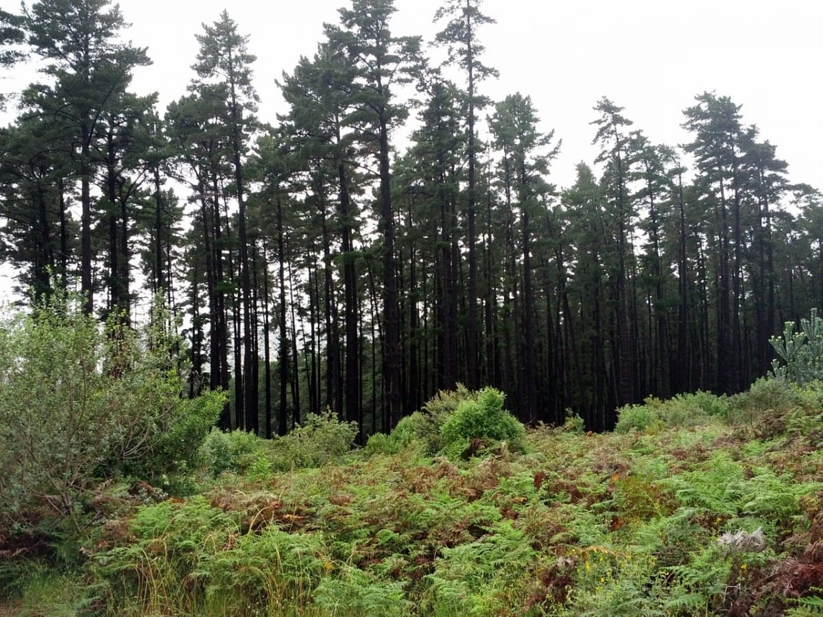 Forest wondering, Newlands