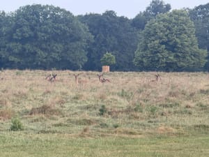 Week 7: Almost Back on Track with London’s Trails (57km)